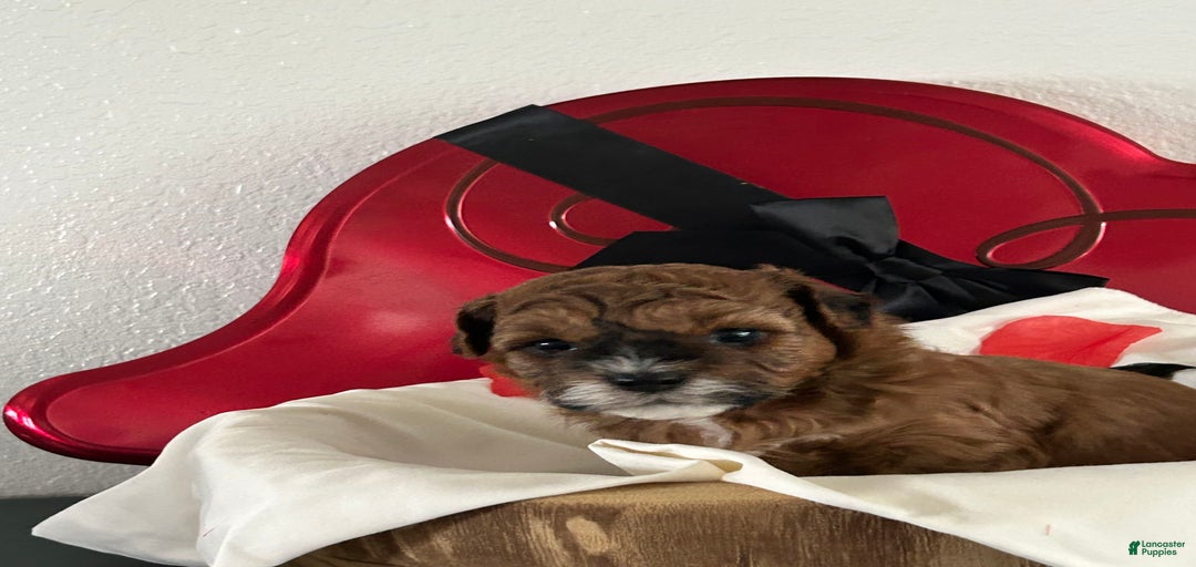 Gallery Image {{count}}