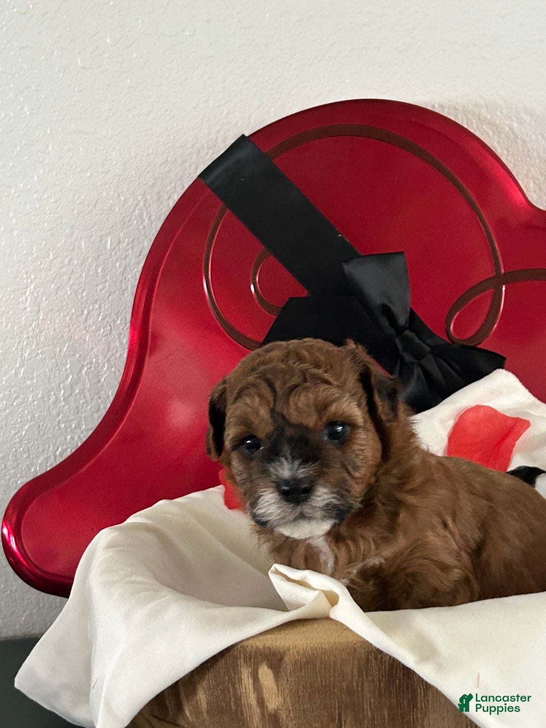 Gallery Image {{count}}