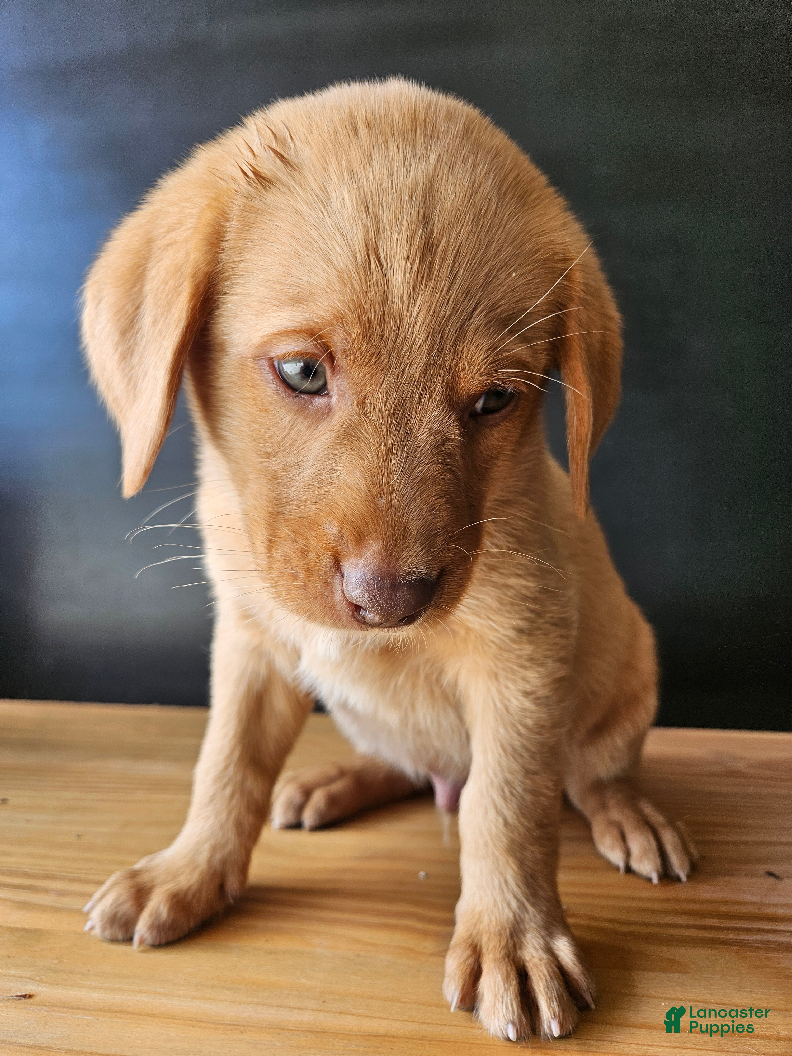 Labrador Retriever dogs America  - Ad 11