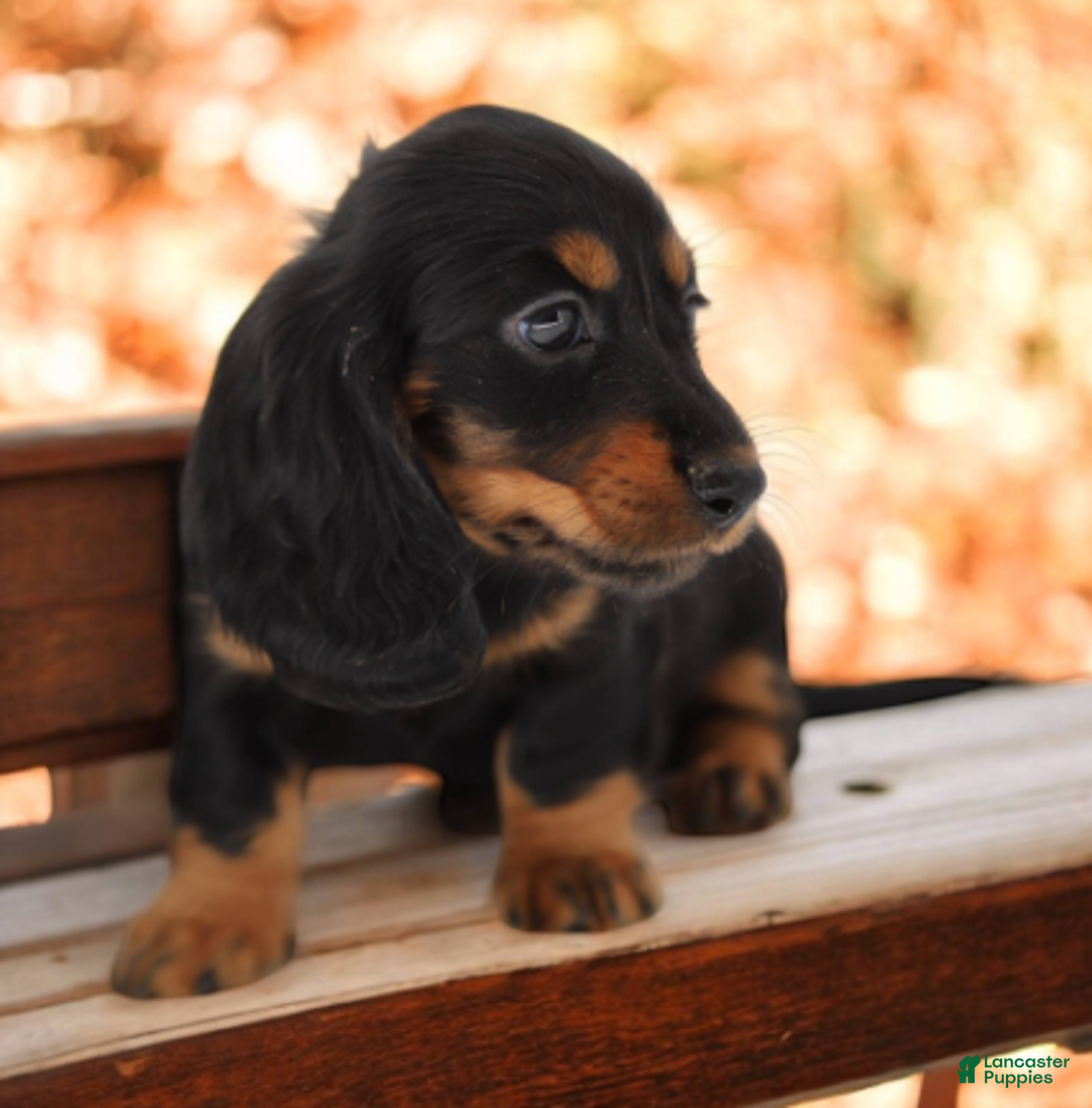 Miniature Dachshund dogs for sale: Fate/Fame M2 - Ad 2