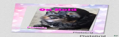Shorkie 4