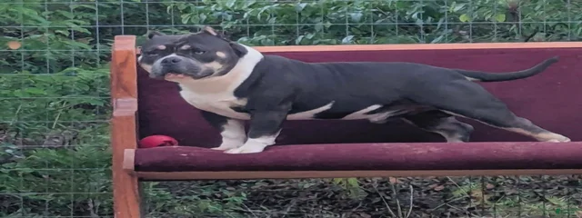 Odie