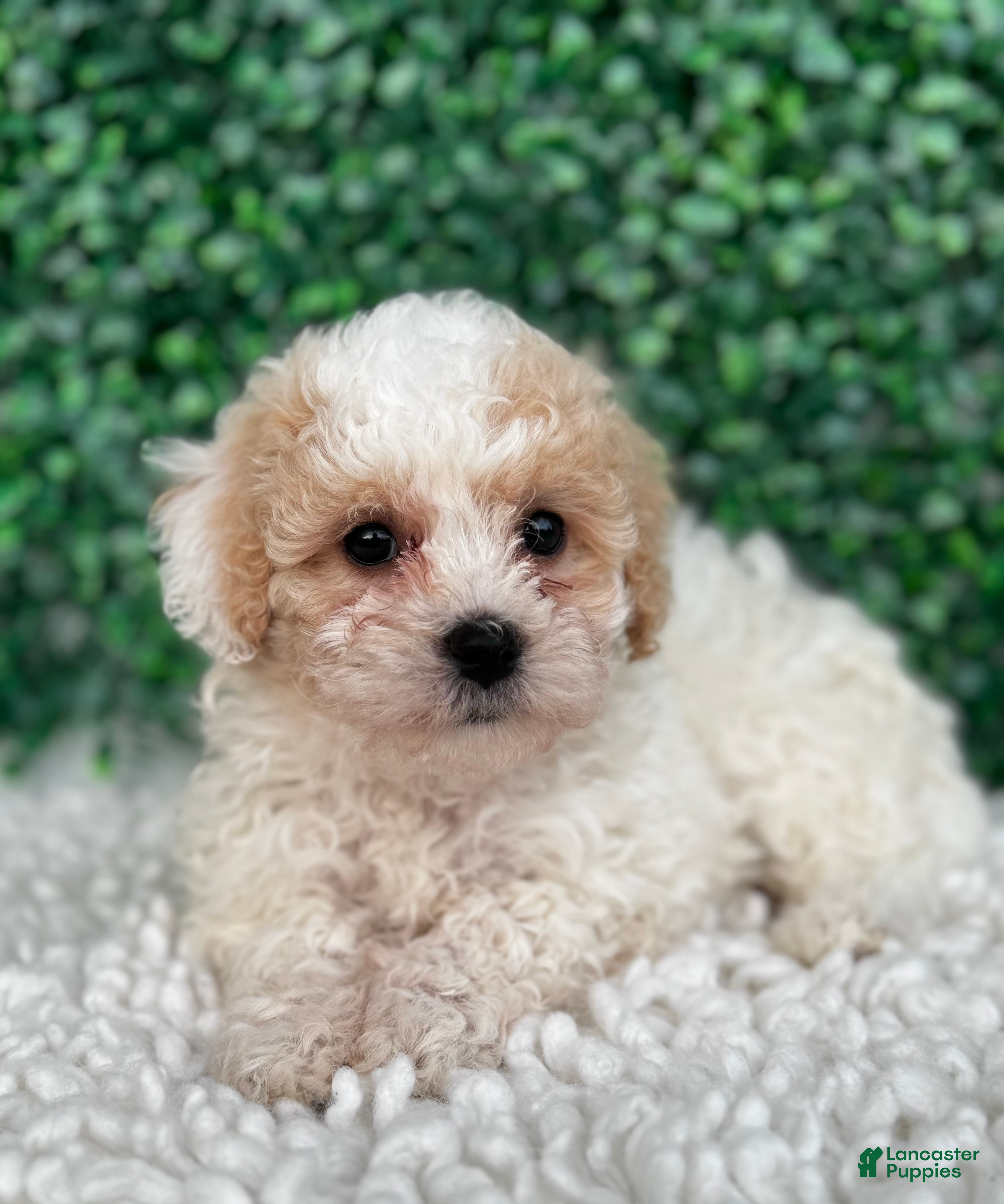 Maltipoo dogs Lily  - Ad 1