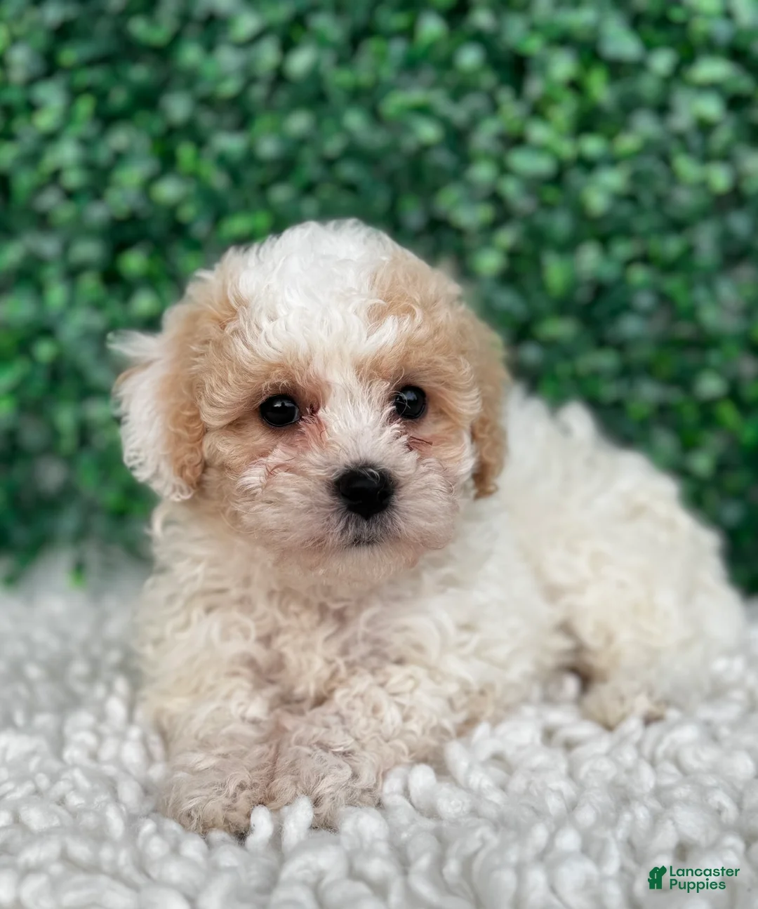 Maltipoo dogs for sale: Lily  - Ad 1