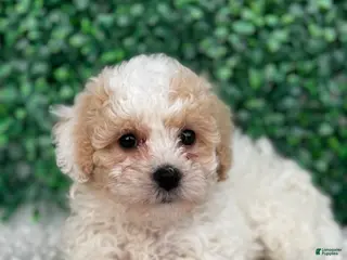 Maltipoo dogs for sale: Lily - Ad 3