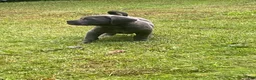 Cane Corso dogs for sale:  Titan - Ad 3
