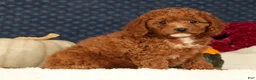Cavapoo dogs for sale: Shelly - Ad 6