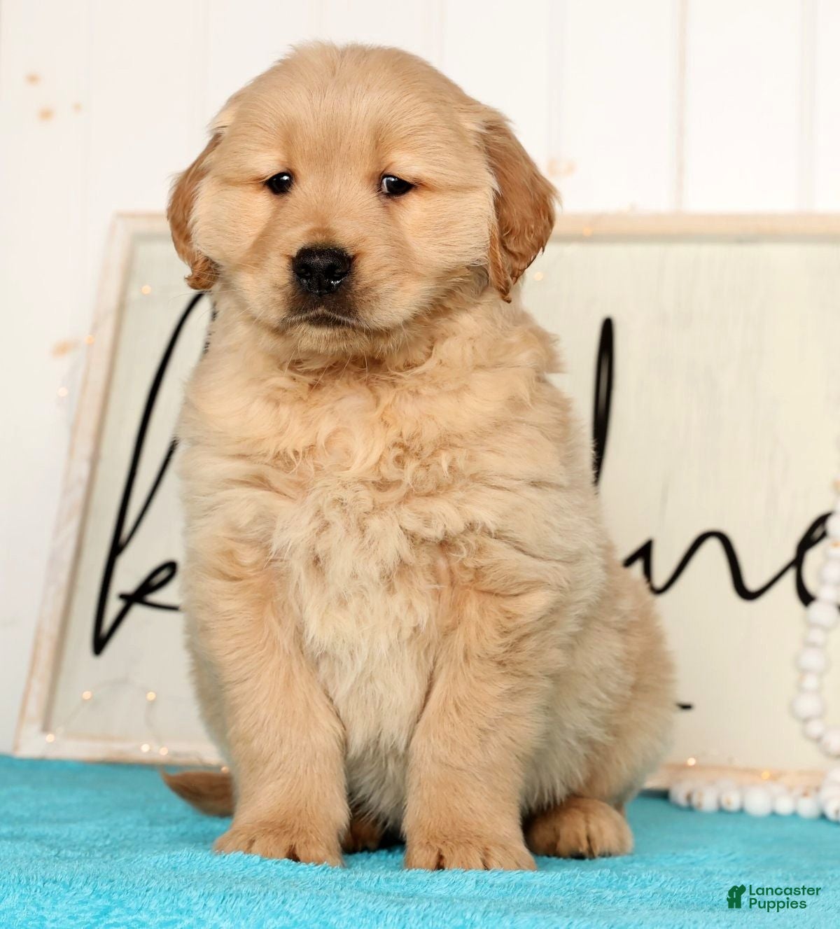 Golden Retriever dogs Ranger - Ad 2