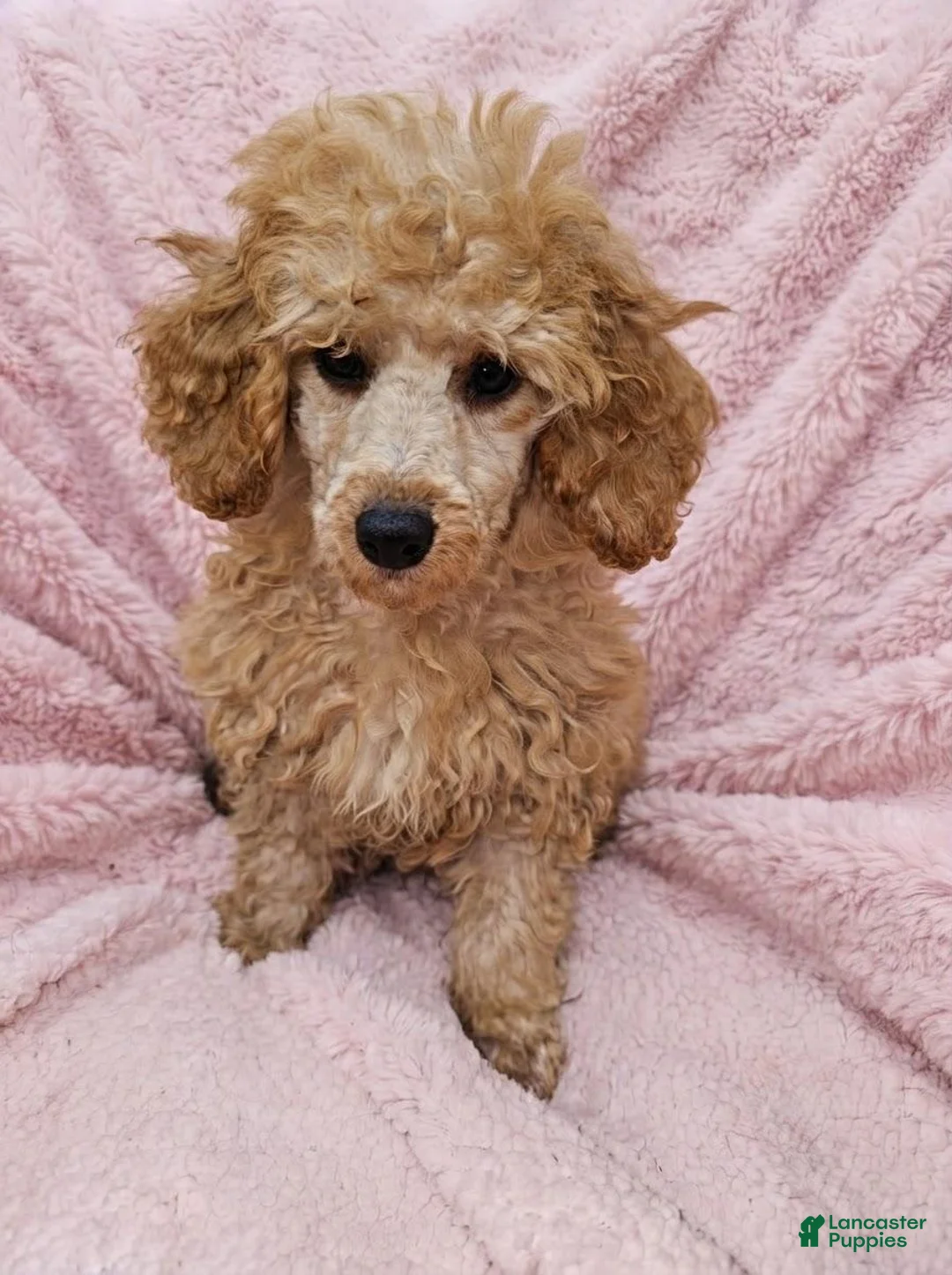 Miniature Poodle dogs for sale: Sunny -Potty Trained - Ad 2