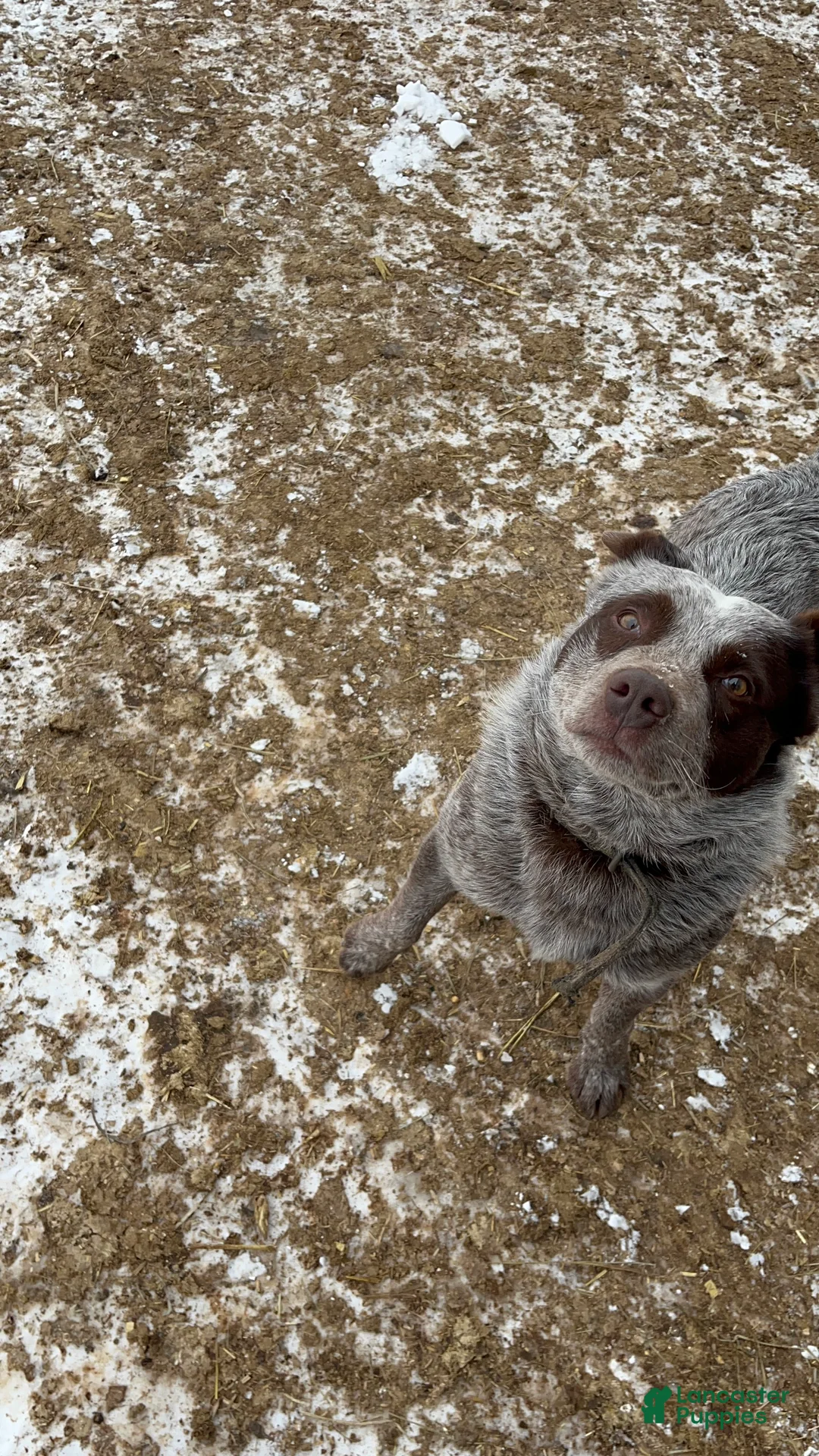 Australian Cattle Dog dogs for sale: Ebony  - Ad 6