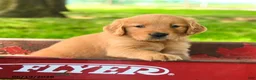 Golden Retriever dogs for sale: Chapman - Ad 1
