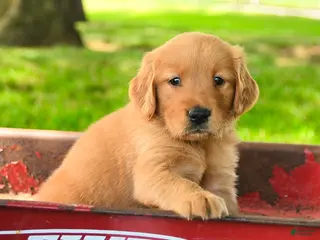 Golden Retriever dogs Chapman - Ad 9