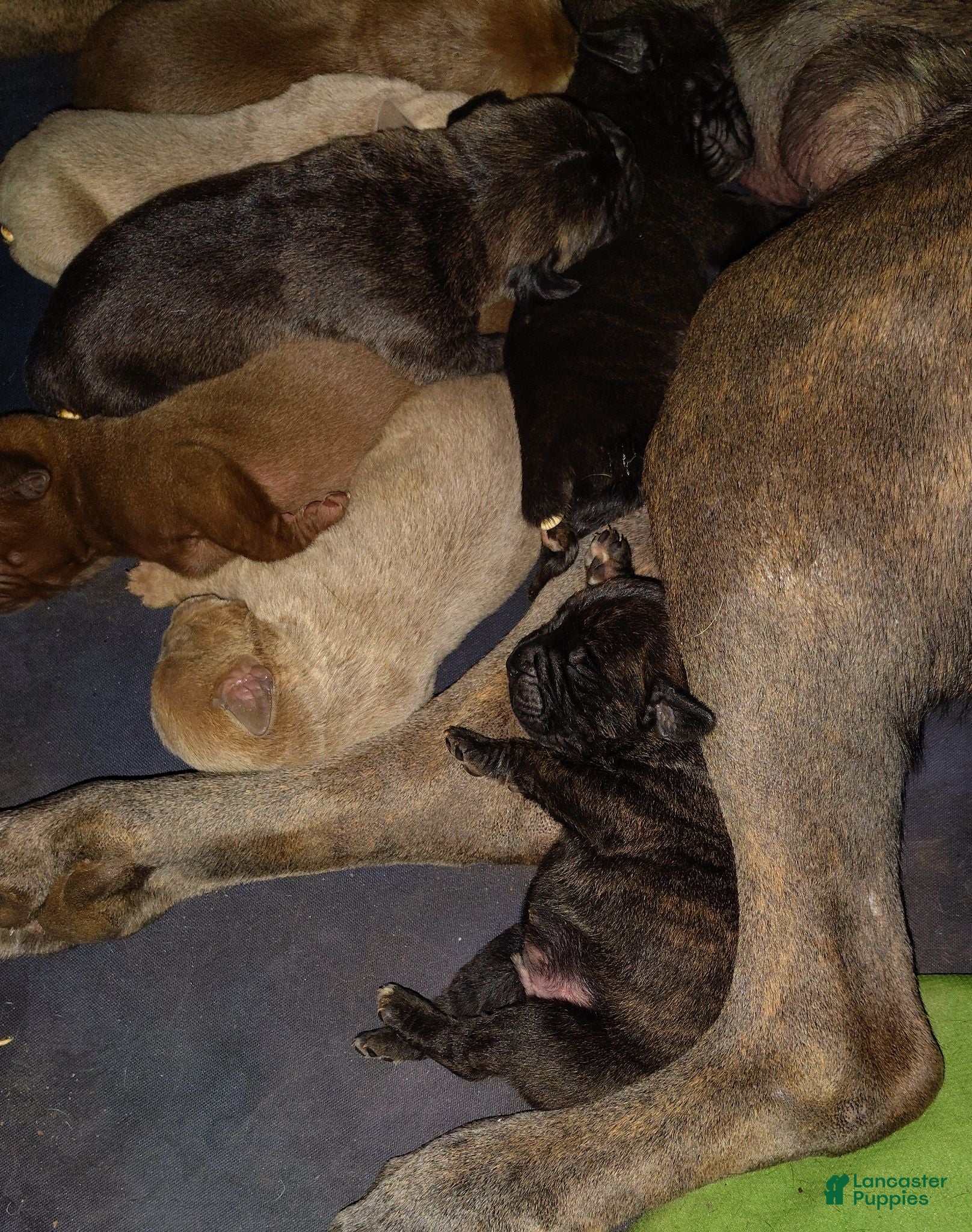 Cane Corso dogs Cane Corso red - Ad 2