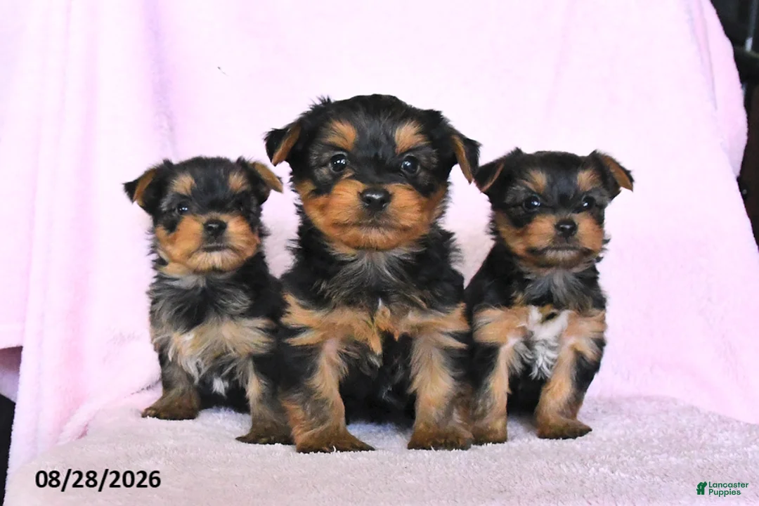 Yorkshire Terrier dogs for sale: Hannah - Ad 3