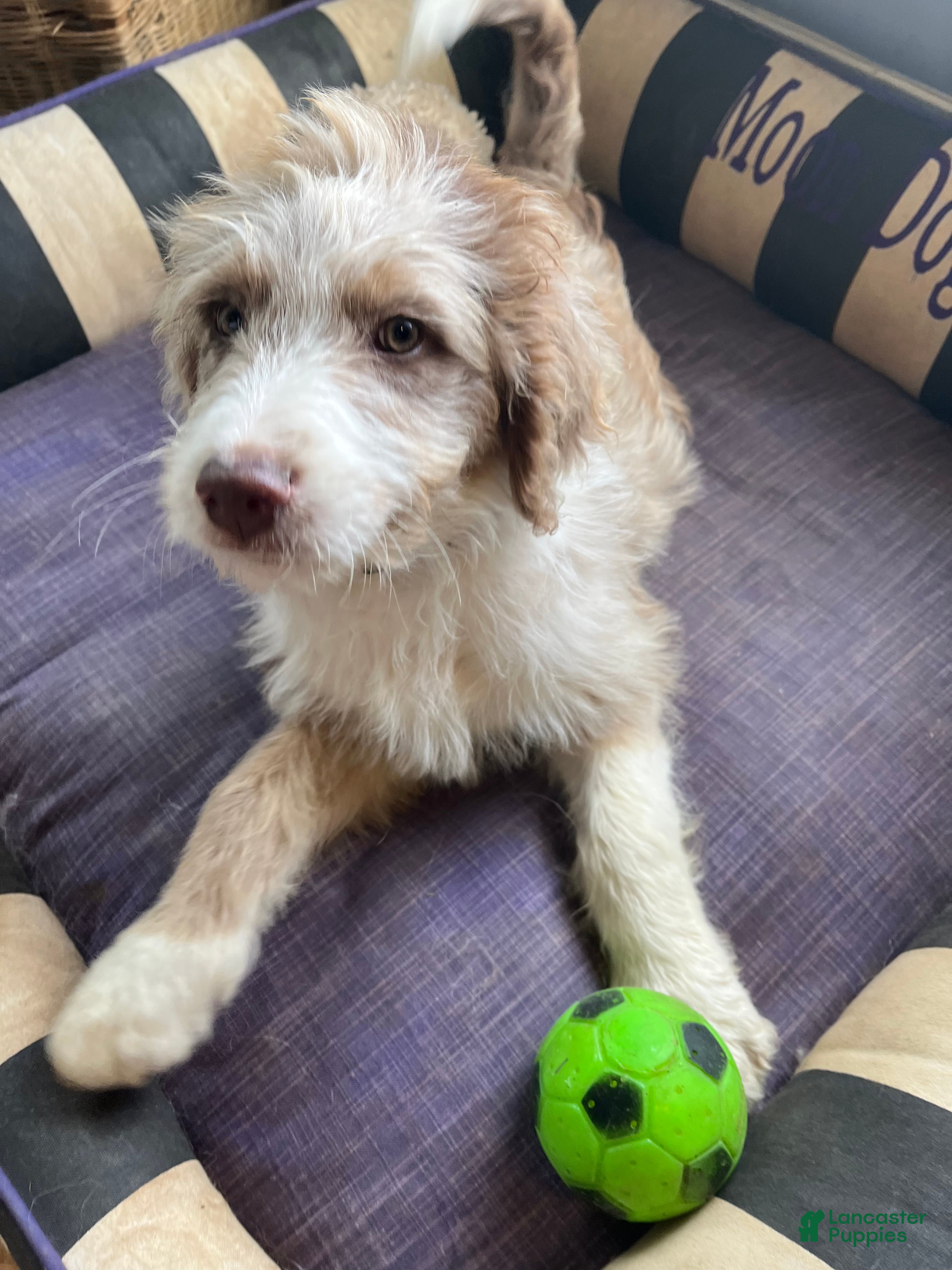 Aussiedoodle dogs Buckle - Ad 2