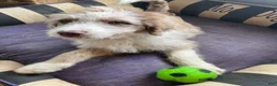 Aussiedoodle dogs for sale: Buckle - Ad 3
