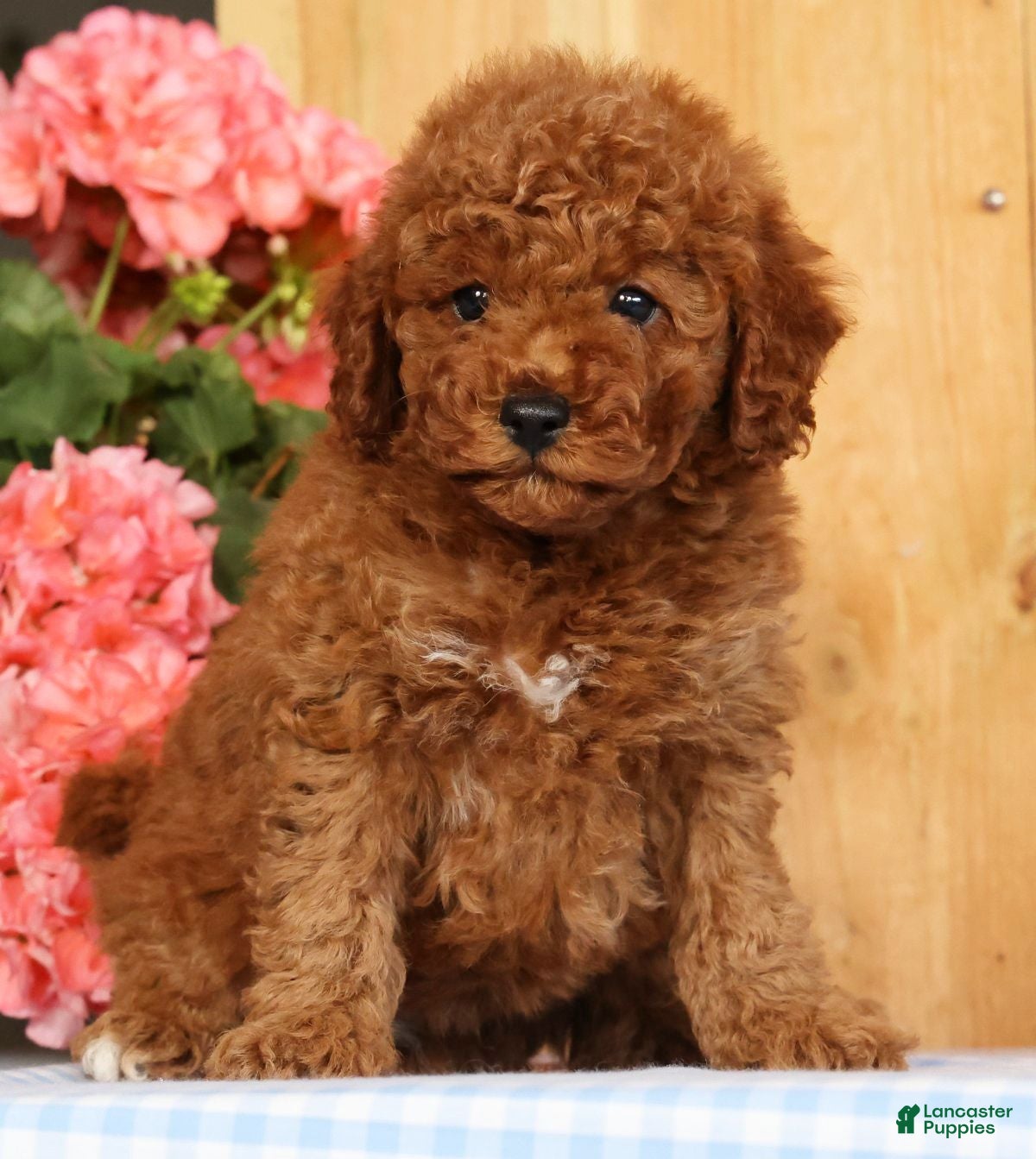 Mini Goldendoodle dogs Banjo - Ad 2