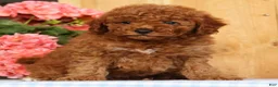Mini Goldendoodle dogs for sale: Banjo - Ad 2