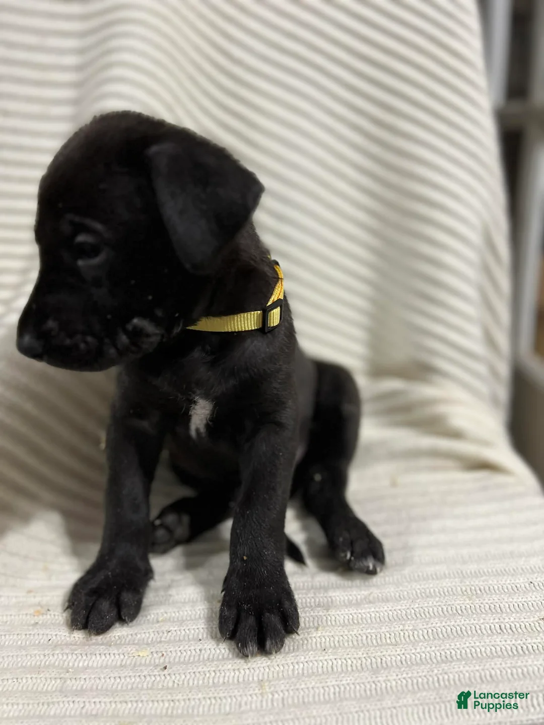 Mixed Breed dogs for sale: Bell - Ad 1