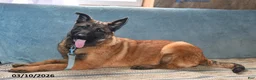 Belgian Malinois dogs for sale: Belle - Ad 3