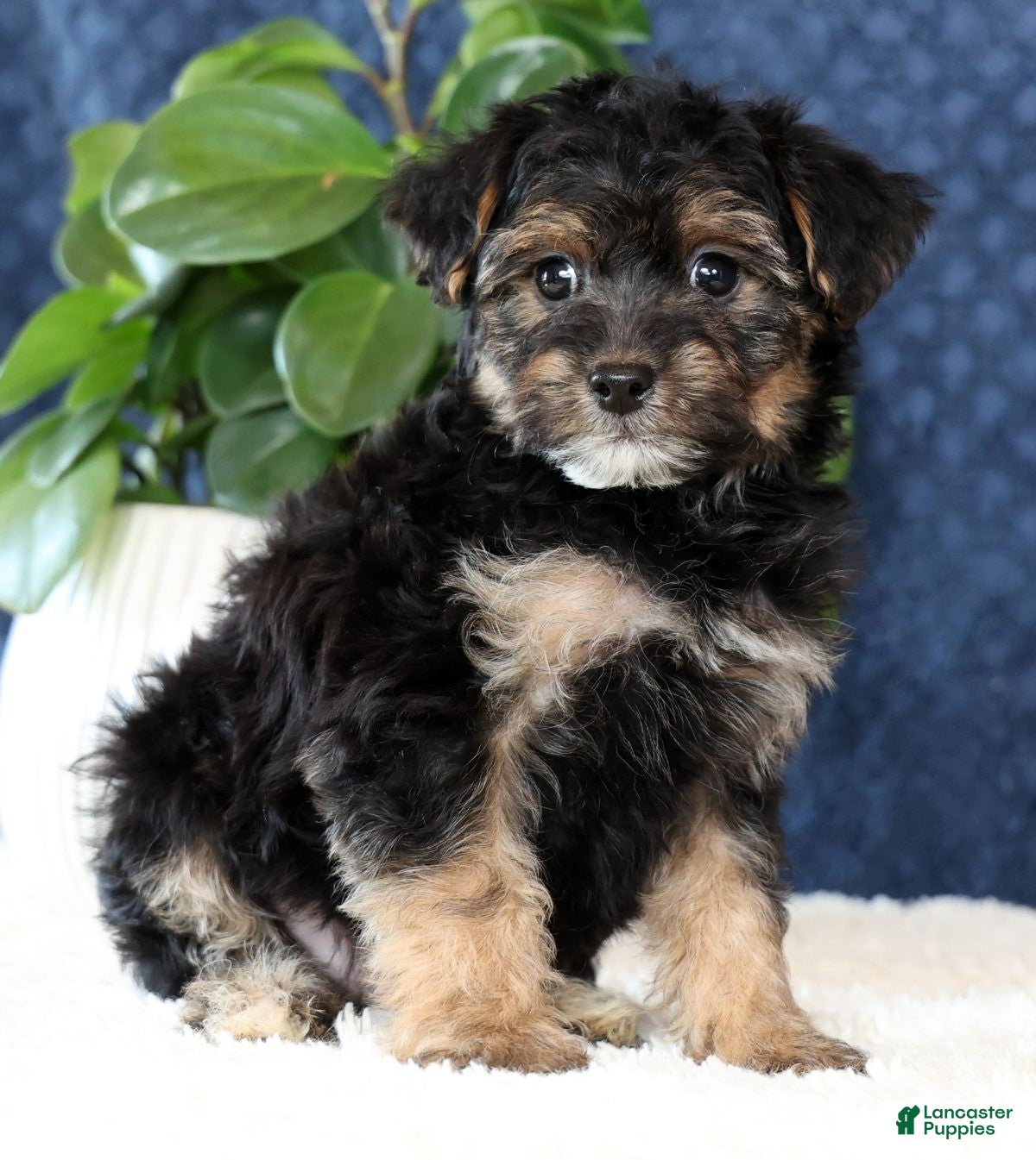 Yorkiepoo dogs Archie - Ad 2