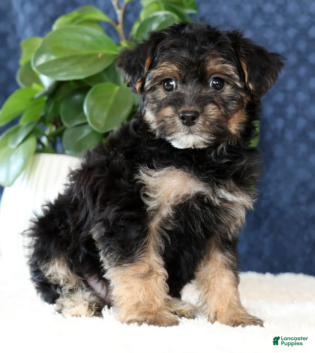 Yorkiepoo dogs for sale: Archie - Ad 2