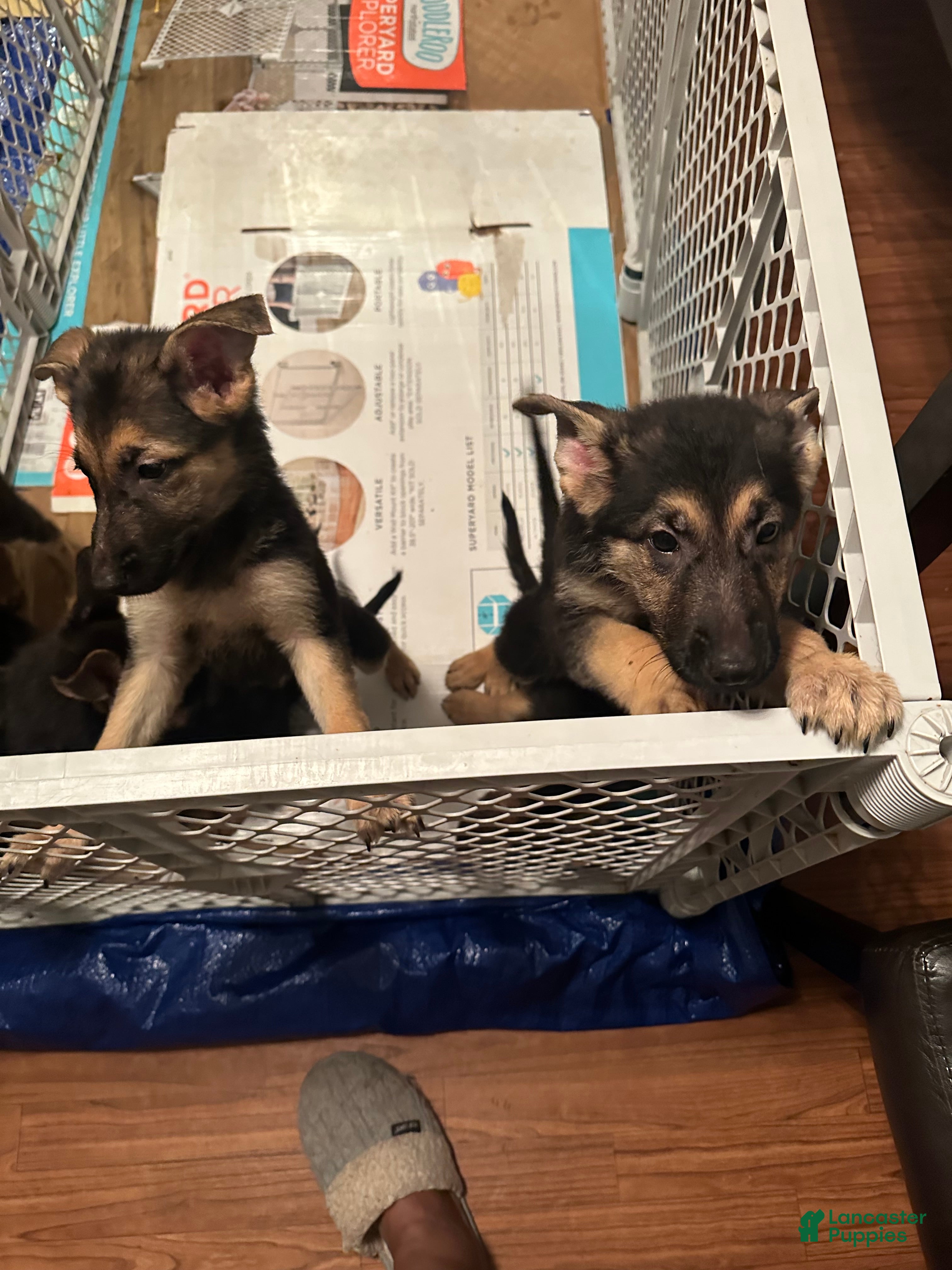 German Shepherd dogs for sale: German Shepherd 4 - Ad 20