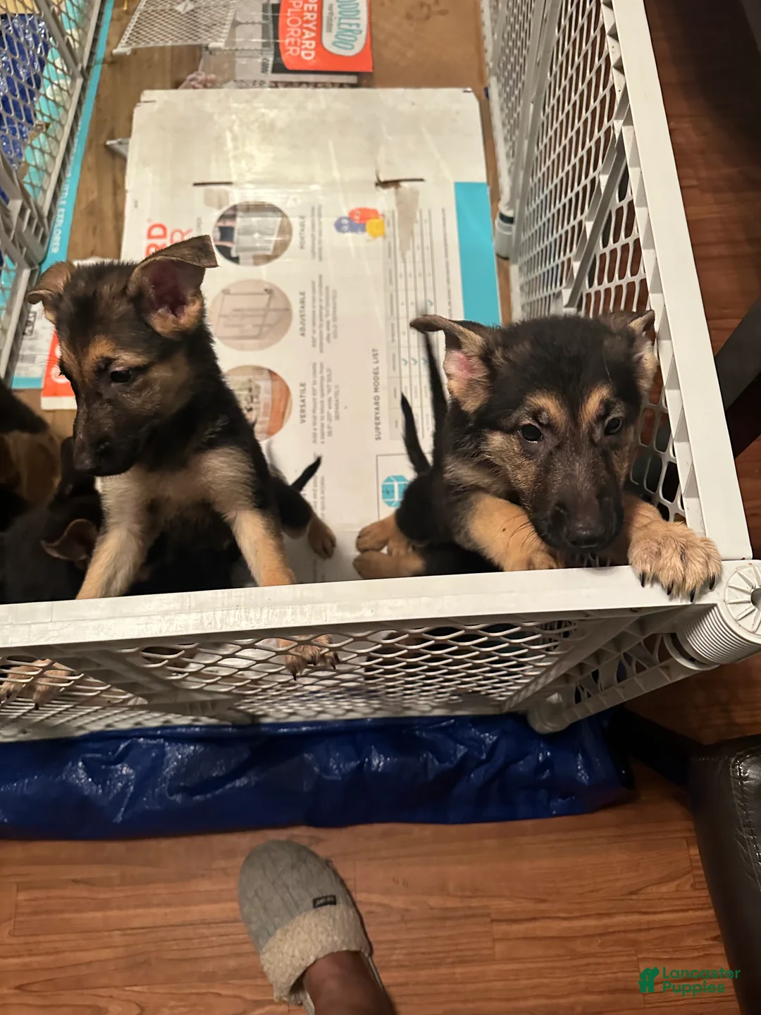 German Shepherd dogs for sale: German Shepherd 4 - Ad 1