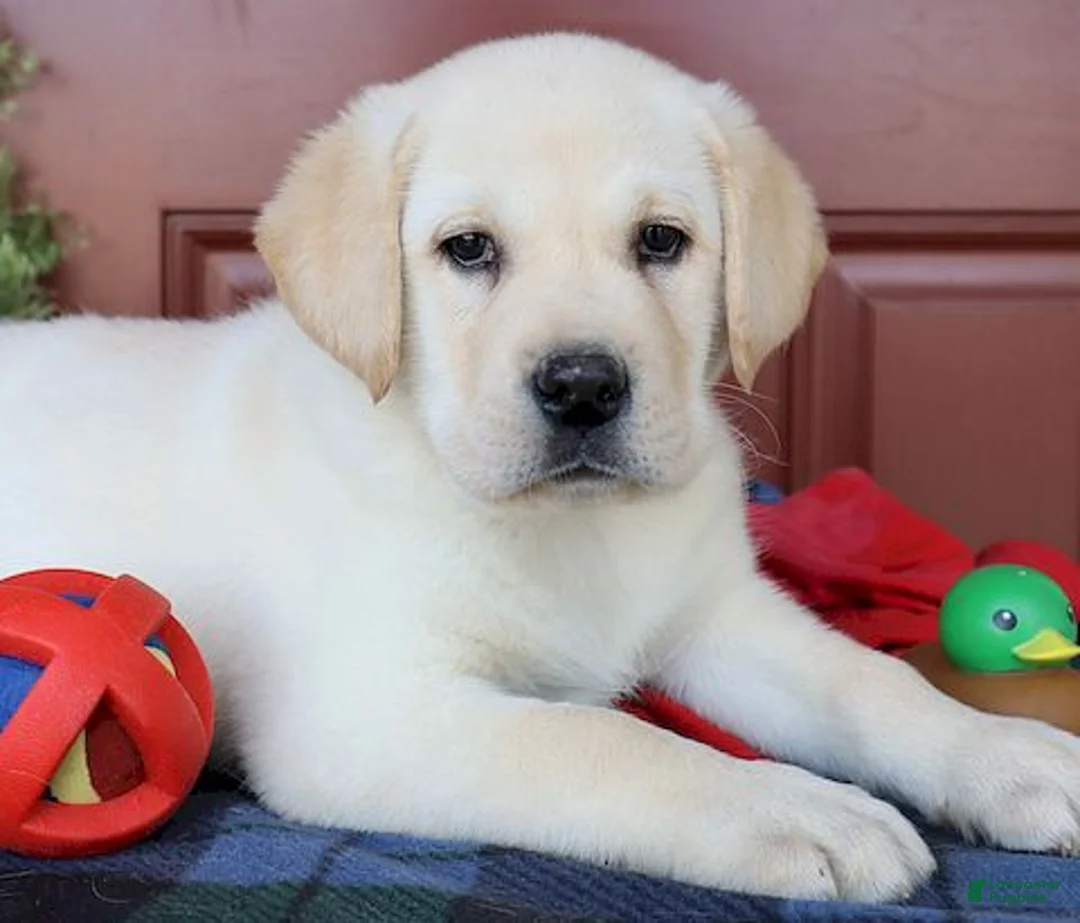 Labrador Retriever dogs for sale: Diesel -Ch lines - Special price - Ad 4