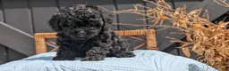 Havapoo dogs for sale: Malia - Ad 7