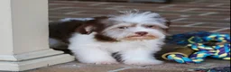 Havanese dogs for sale: Hope - Ad 18