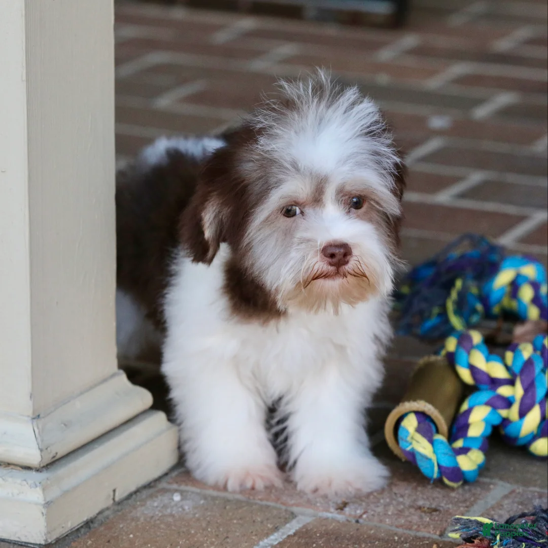 Havanese dogs for sale: Hope - Ad 18