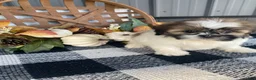 Shih Tzu dogs for sale: Sophie - Ad 13