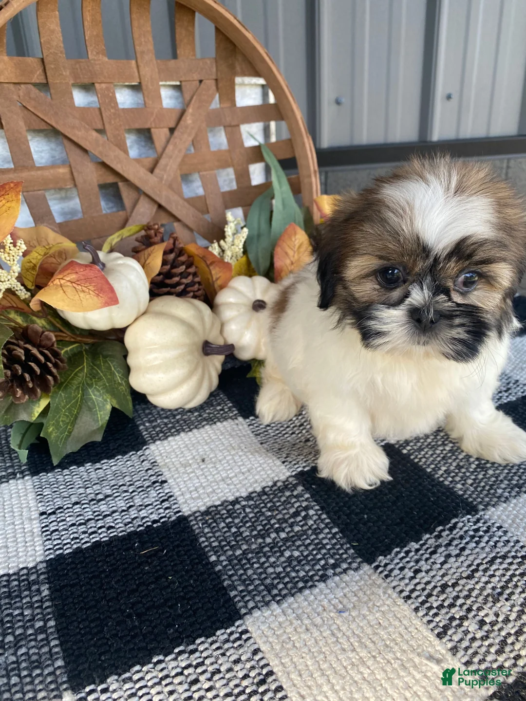 Shih Tzu dogs for sale: Sophie - Ad 13