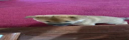 Shiba Inu dogs for sale: Fawn Male - Ad 13