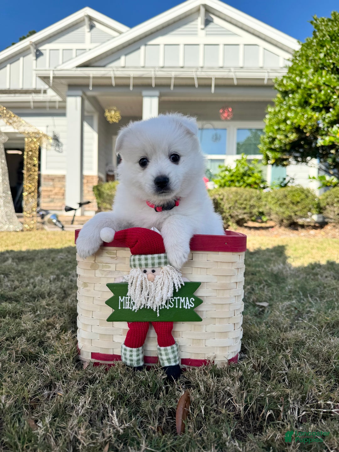 American Eskimo dogs for sale: Peppermint - Ad 4