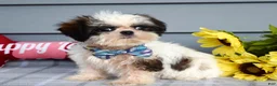 Shih Tzu dogs for sale: Cleo - Ad 3