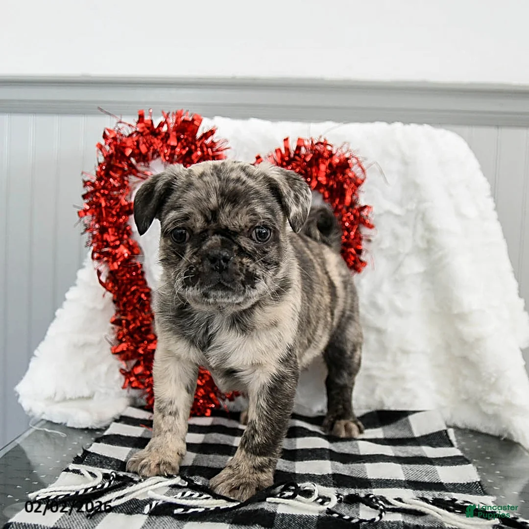 Pug dogs for sale: Oreo - Ad 2