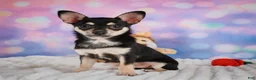 Chihuahua dogs for sale: Callie - Ad 13