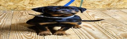 Rottweiler dogs for sale: Bessie - Ad 2