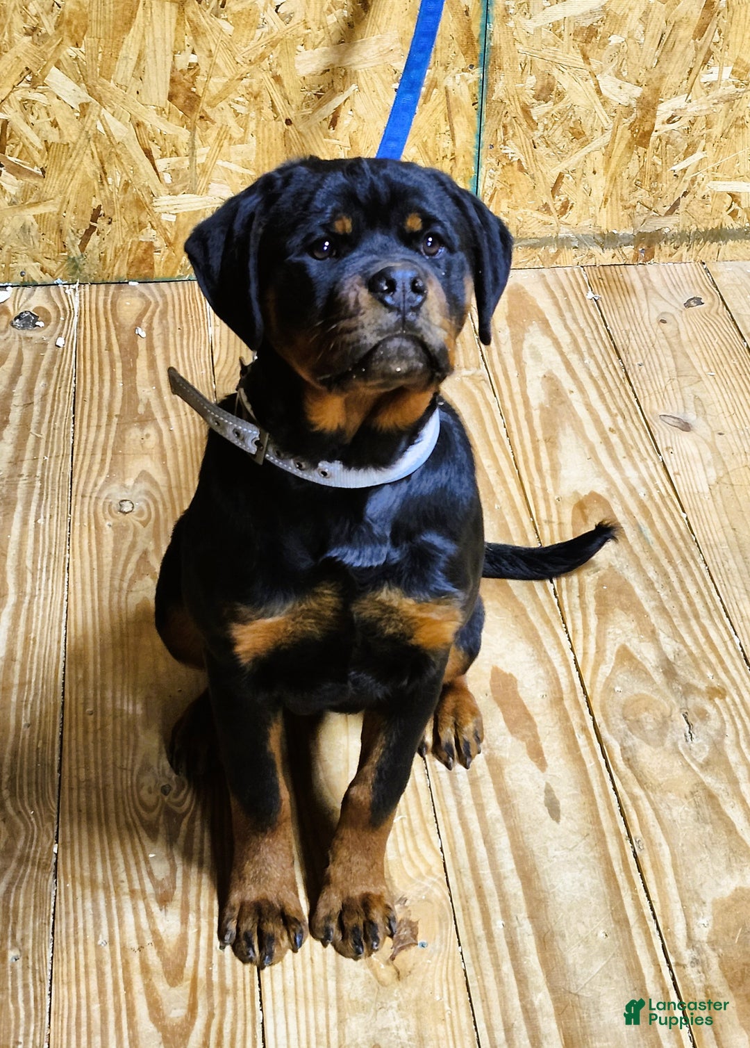 Rottweiler dogs for sale: Bessie - Ad 2