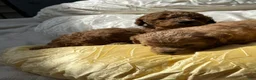 Cockapoo dogs for sale: rusty Cockapoo 3 - Ad 3