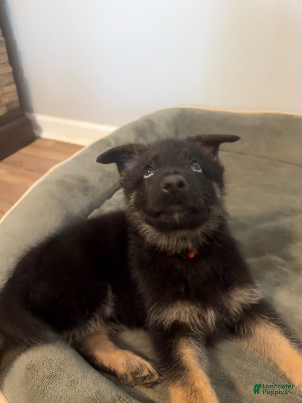 German Shepherd dogs Usop - Ad 2