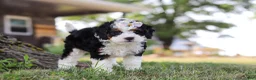 Mini Bernedoodle dogs for sale: Chloe - Ad 7