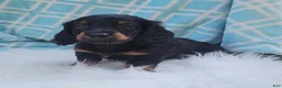 Miniature Dachshund dogs for sale: Vander - Ad 23