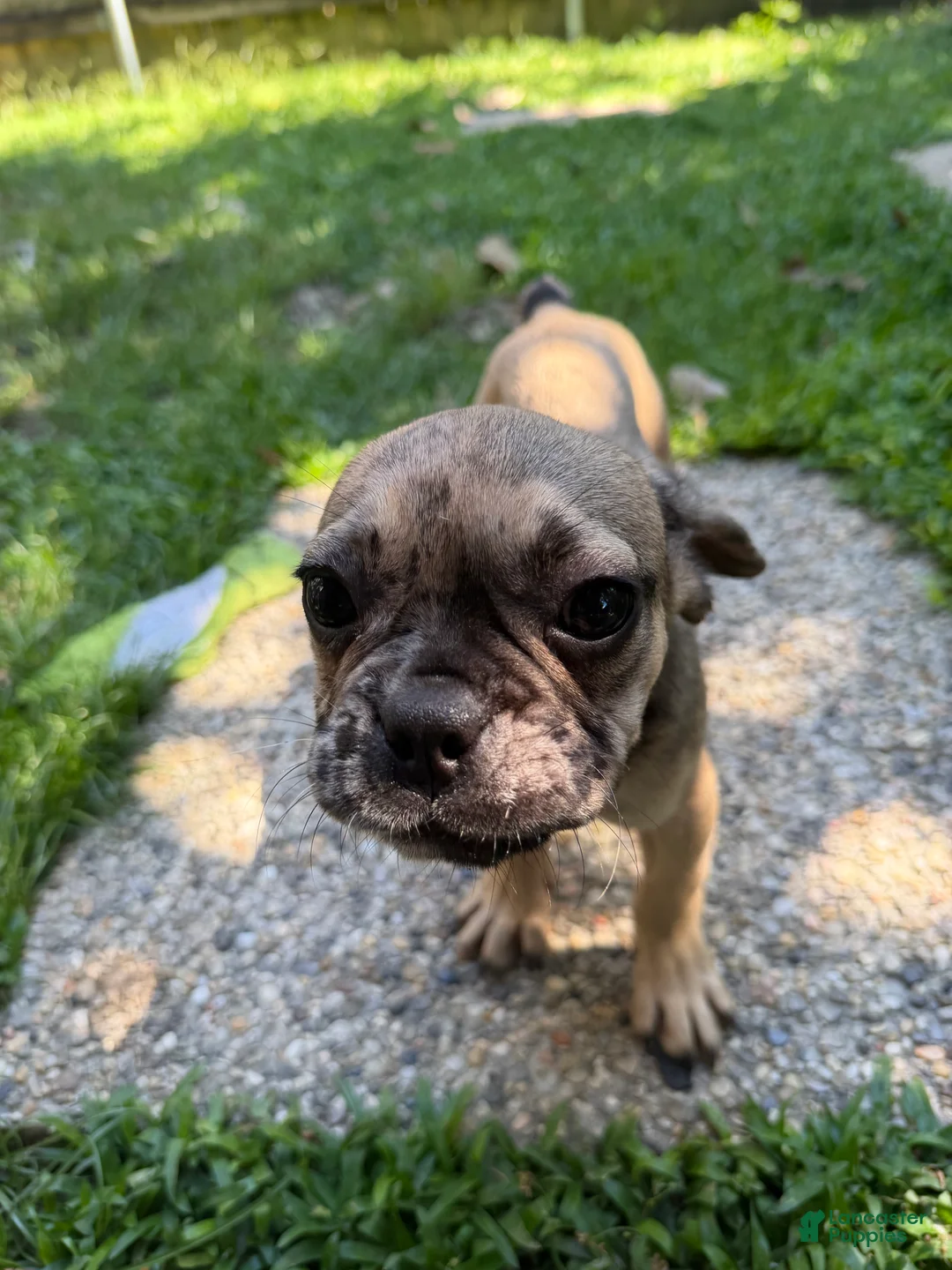 French Bulldog dogs for sale: Simba - Ad 1