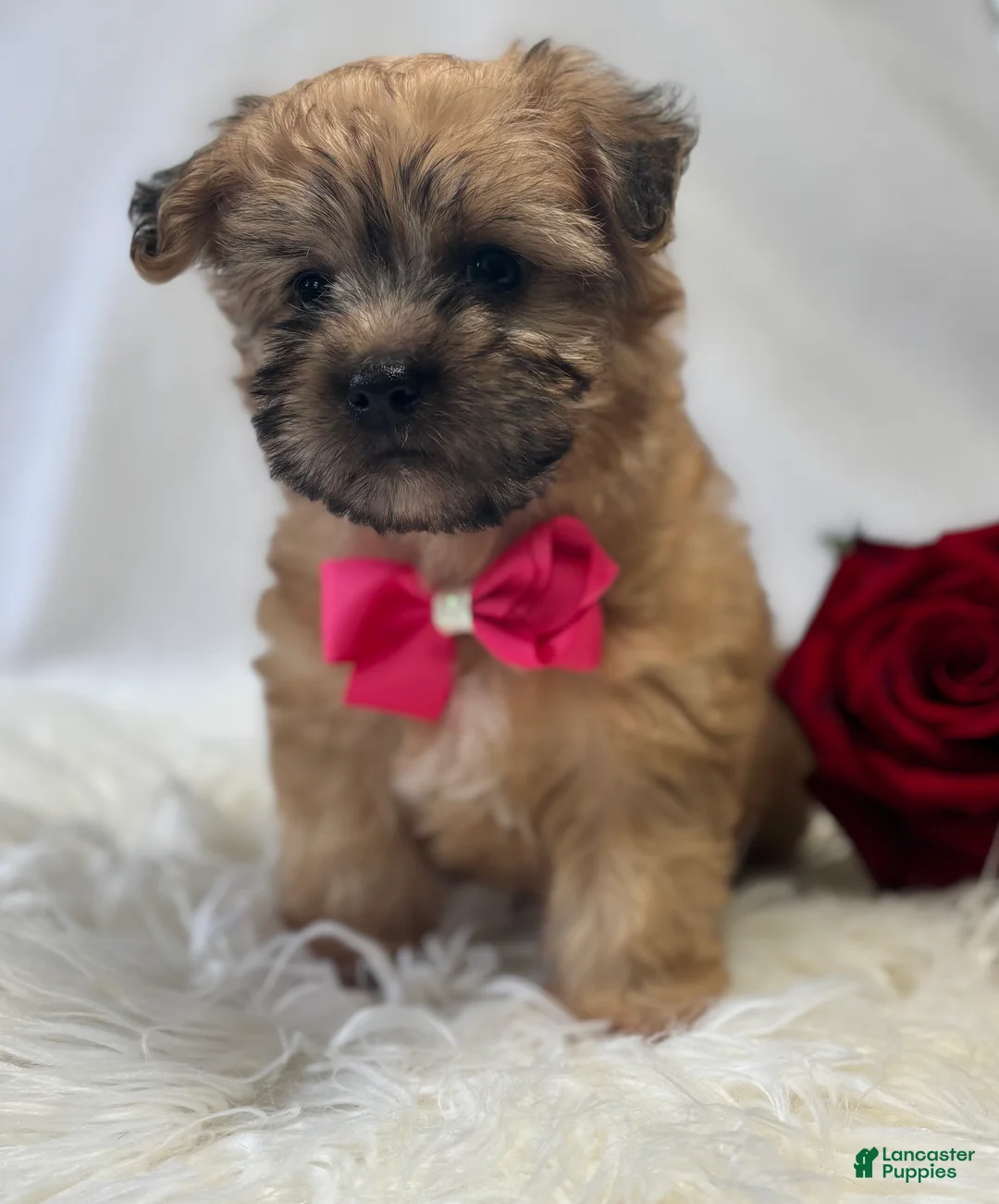 Morkie dogs for sale: Ava - Ad 4