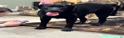Labrador Retriever dogs for sale: Labrador Retriever big boy grey collar  - Ad 10