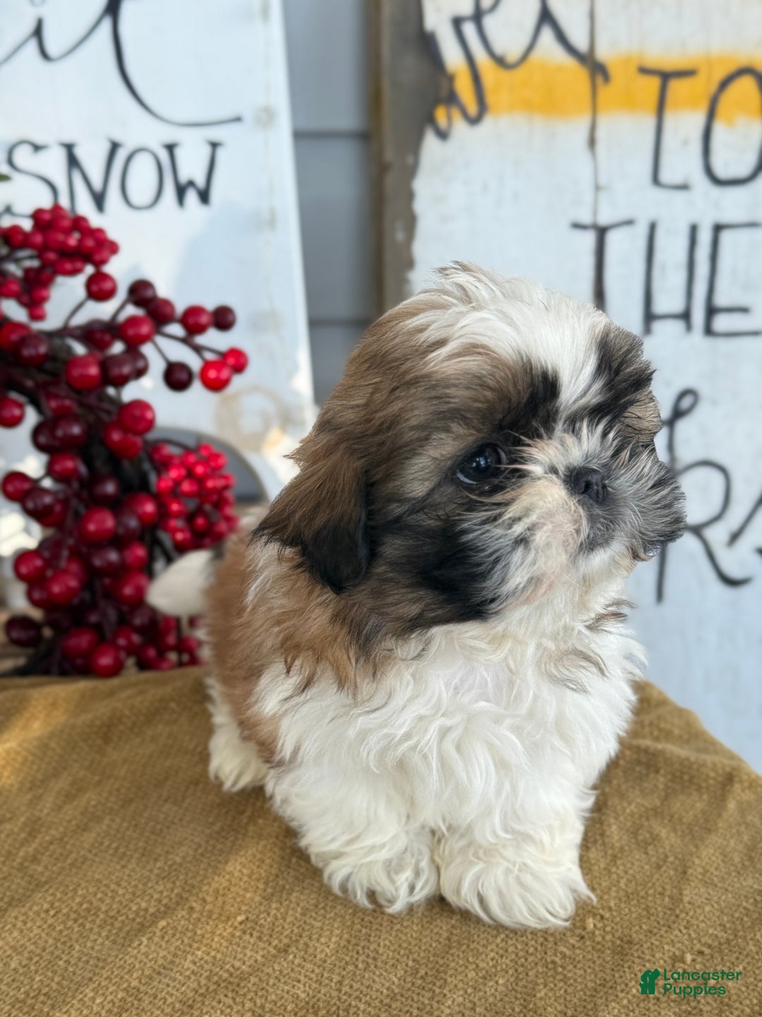 Shih Tzu dogs for sale: Patch - Ad 2