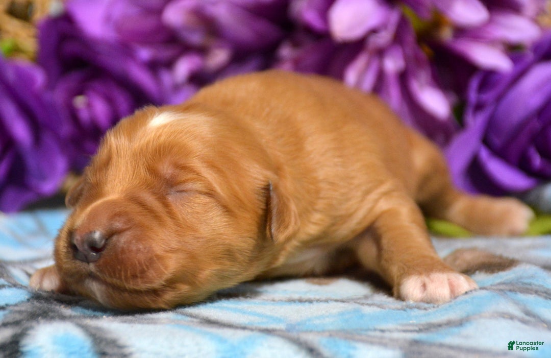Golden Retriever dogs for sale: Golden Retriever Puppy 2 Gizmo - Ad 2
